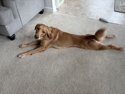 bella24194 foster11