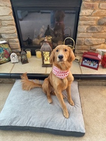 bella24194 foster4