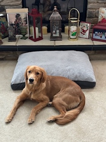 bella24194 foster5