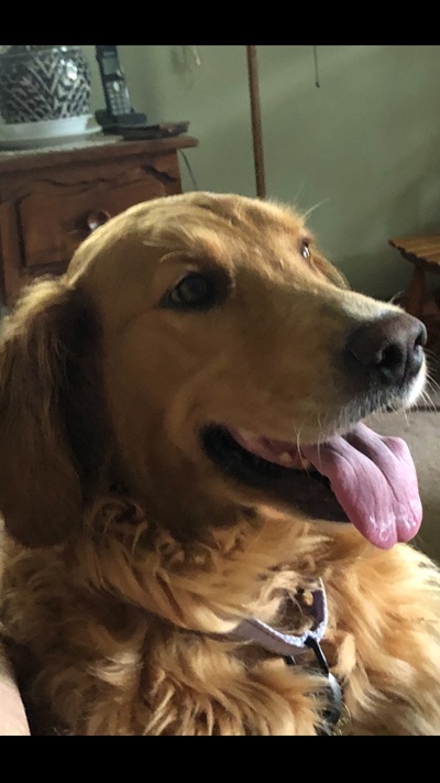 ellie26090 foster1