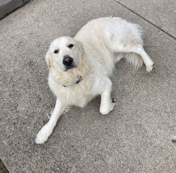 falkor26078 1