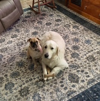 ziggy26012andfalkor26078 1