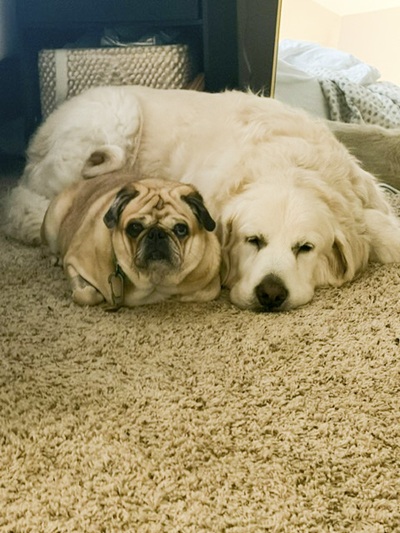 ziggy26012andfalkor26078 foster1