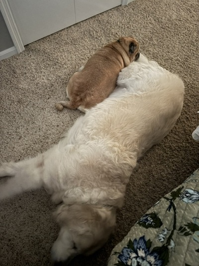 ziggy26012andfalkor26078 foster3