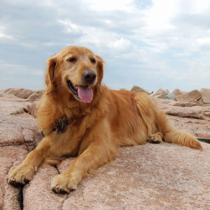 full sized golden retrievers