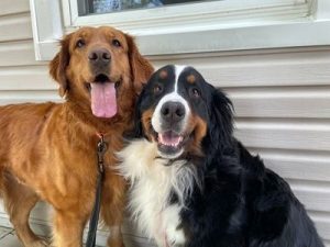 lady26046andlola26055_foster1-1