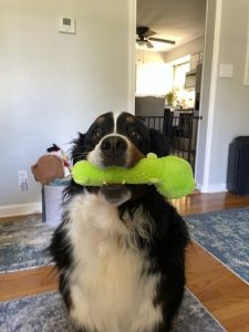 lola26055_foster5