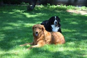 lola26055andlady26046_foster2-1